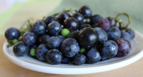 Close-up of purple concord grape bunch.